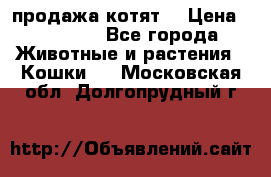 продажа котят  › Цена ­ 15 000 - Все города Животные и растения » Кошки   . Московская обл.,Долгопрудный г.